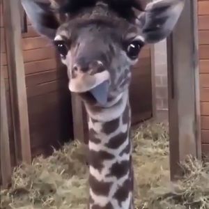 Meet your Posher, Rileigh